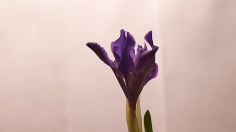 Timelapse bud purple wild iris opens on a light background. Floral spring Stock Footage 241564302
