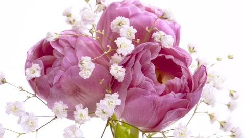 Timelapse of bunch of three light pink tulip flowers blooming 스톡 동영상 127555302