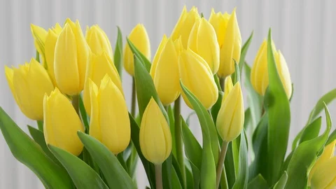 Timelapse of a bunch of yellow tulips under natural sunlight Stock Footage 129690418