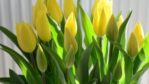 Timelapse of a bunch of yellow tupils under natural sunlight Stock Footage 129621994