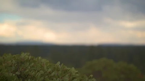 Timelapse of a Bush and Dynamic Clouds Stock Footage 90494248