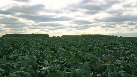 Timelapse cabbage field in September Stock Footage 158023056