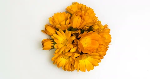 Timelapse of calendula flowers blooming . Stock Footage 116743594