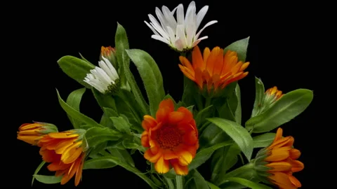 Timelapse of calendula flowers blooming . Stock Footage 121363224