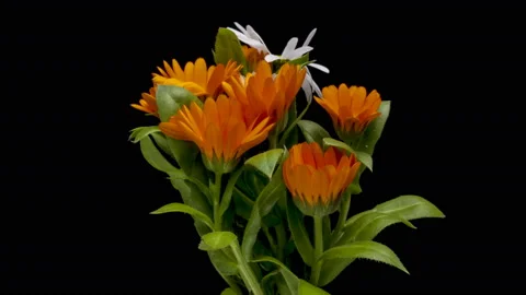 Timelapse of calendula flowers blooming . Video stock 134247674