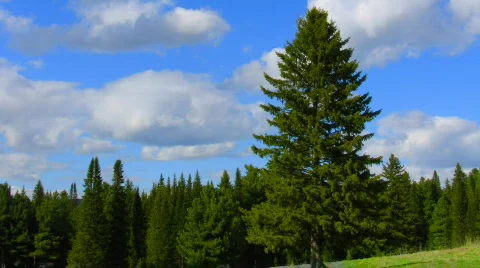 Timelapse camera panning from conifer tree against forest to clouds Stock Footage 739996
