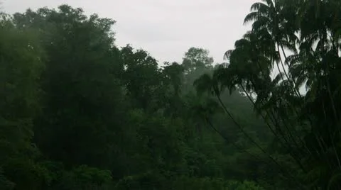 Timelapse Cameron forest Vídeo Stock 11559405