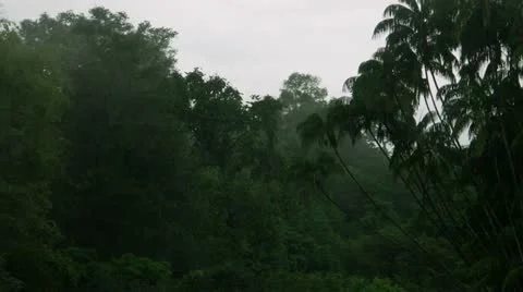 Timelapse Cameron forest Video stock 11607211