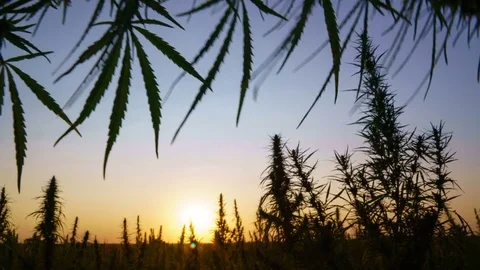 Timelapse of cannabis at the sunset background. Stock Footage 80879592