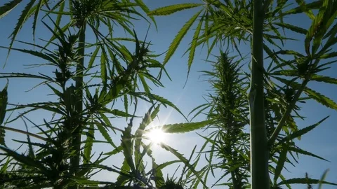 Timelapse of cannabis at the sunset background. Stock Footage 80886456