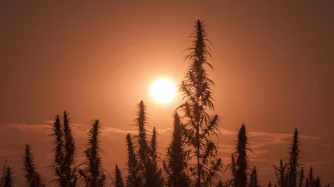 Timelapse of cannabis at the sunset background. Stock-Footage 80887158