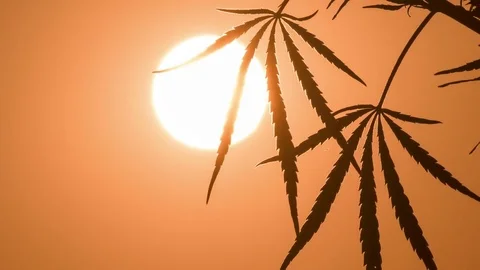 Timelapse of cannabis at the sunset background. Stock Footage 80889888