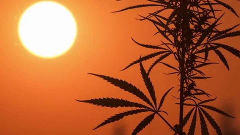 Timelapse of cannabis at the sunset background. Stock Footage 80890044