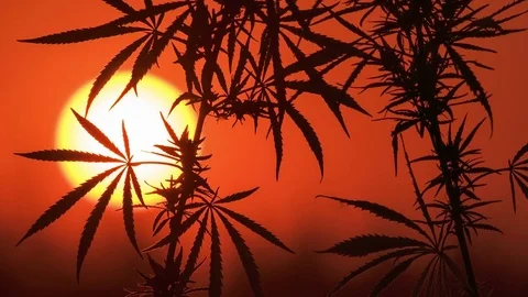 Timelapse of cannabis at the sunset background. Stock Footage 80890278