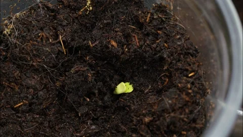 Timelapse of cannabis tree Stock-Footage 255046269