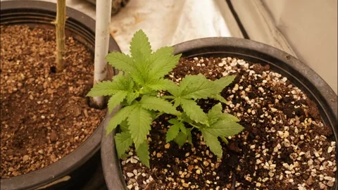 Timelapse of cannabis tree Stock Footage 271266185