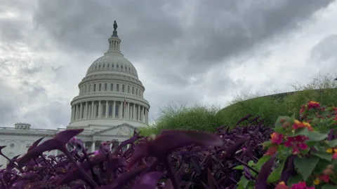 Timelapse of Capitol Building behind flowers on a cloudy day Stock Footage 141831652