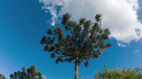 Timelapse capturing a Brazilian pine tre... | Stock Video | Pond5