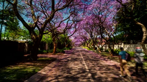 Timelapse of a car driving through jacaranda trees on a sunny day Stock Footage 163071561
