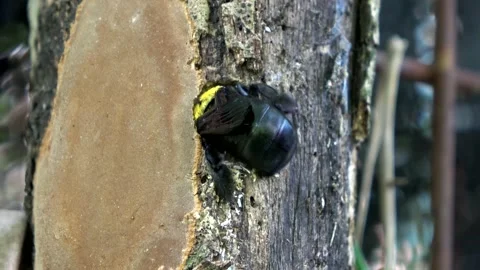 Timelapse, Carpenter Bee, Malaysia Stock-Footage 130926646