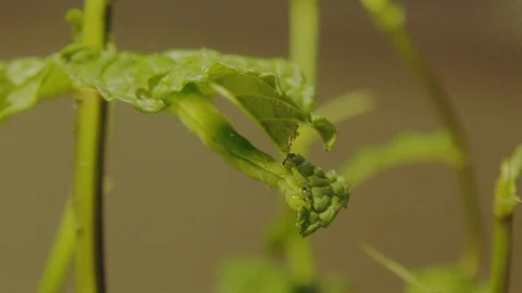 Timelapse of Caterpillar eating a leaf Stock Footage 128717544