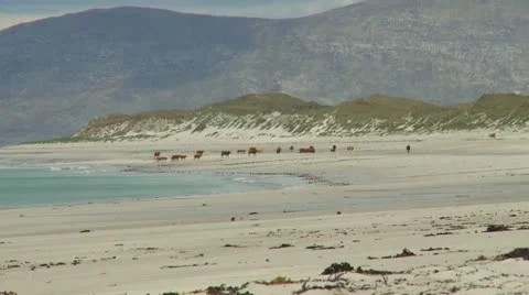 Timelapse of Cattle on Beech Stock Footage 11307848