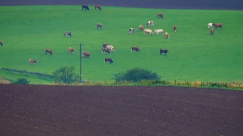 Timelapse of cattle grazing in a field Stock Footage 116486269