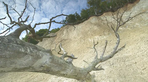 Timelapse Chalk Cliff With Dead Tree Stock Footage 36646719