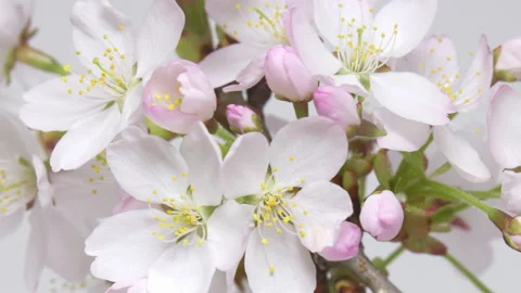 TimeLapse - Cherry blossoms are blooming White background Close up Stockbeeldmateriaal 152665719