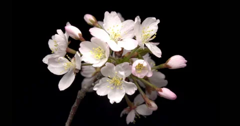 TimeLapse - Cherry blossoms are blooming Black background FIX Stock Footage 152665940