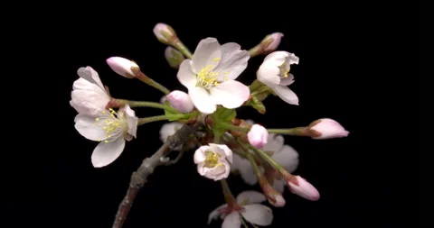 TimeLapse - Cherry blossoms are blooming Black background Zoom in Stock Footage 152665998