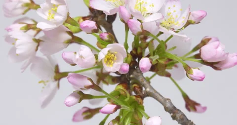 TimeLapse - Cherry blossoms are blooming White background Zoom in Stock Footage 152666011