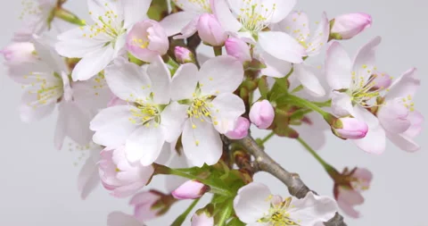 TimeLapse - Cherry blossoms are blooming White background FIX Stock Footage 152666021