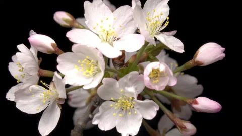 TimeLapse - Cherry blossoms are blooming Black background Close up Stock Footage 152666449