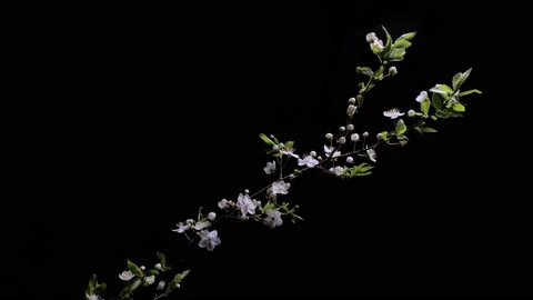 Timelapse cherry blossoms close-up on a black background Stock Footage 154192223