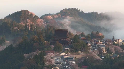 Timelapse, Cherry Blossoms At Mount Yoshino, Nara Prefecture, Japan Stock Footage 101034616