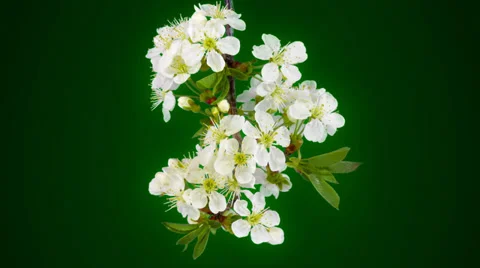 Timelapse cherry plum flowers in FullHD Stock Footage