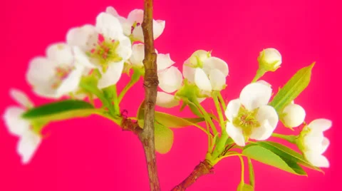 Timelapse cherry plum flowers in FullHD Stock Footage 37779930
