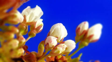 Timelapse cherry plum flowers in HD Stock Footage 37779180