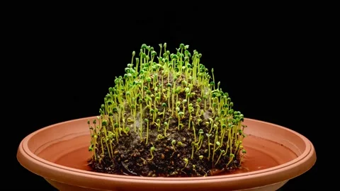 Timelapse chia microgreens growing on rotating hill Stock Footage 154536507