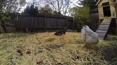 Timelapse of chickens eating in straw Vídeo Stock 81194429