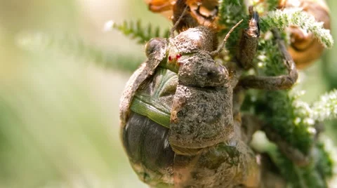 Timelapse - Cicada birth Stock Footage 40526906