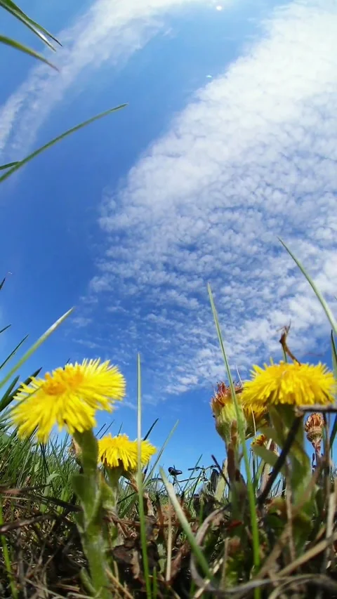 Timelapse of cirrus clouds in the sky Stock Footage 201936412
