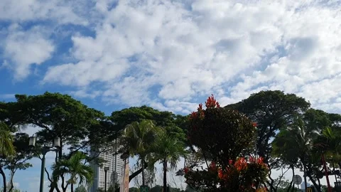 Timelapse of A clear blue sky with white clouds and green of trees below th.. Video stock 279255835