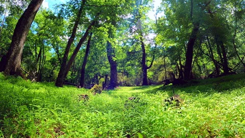 Timelapse Clip of Bright Green Spring Forest in Kennesaw, Georgia Stock Footage 154279974