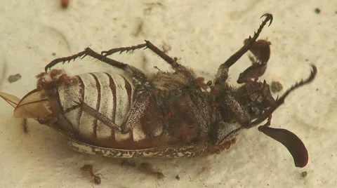 Timelapse clip of large ants attacking a live cockroach Stock Footage 941454