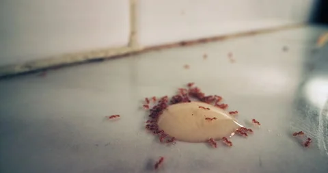 Timelapse close-up of ants moving on the floor of the house Video stock 283472073