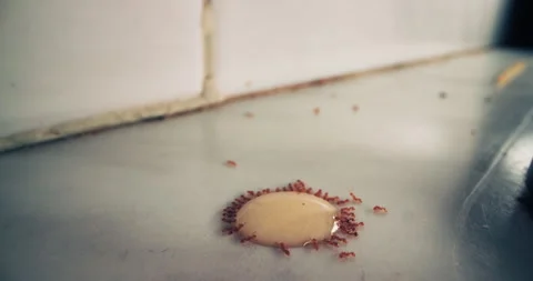 Timelapse close-up of ants moving on the floor of the house. Stock Footage 283832145
