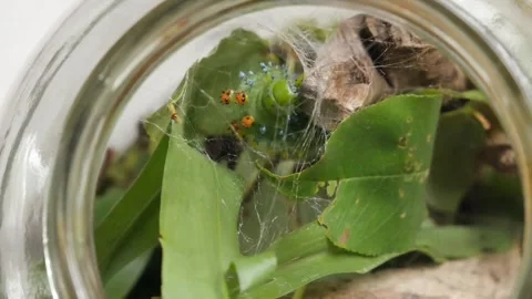 Timelapse Close Up of A Cecropia Moth Catepillar Starting to Build Its Stock Footage 283530246