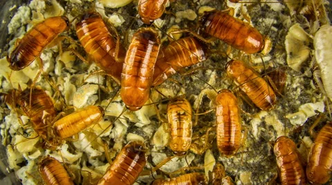 Timelapse close up a cockroach on the kitchen and food. 스톡 동영상 54952296